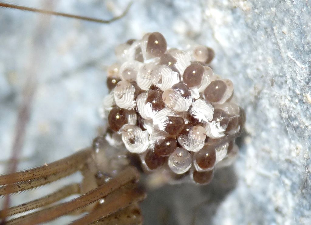 Pholcus phalangioides finalmente nati - Treviso (TV)